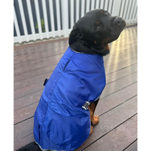 dog in coat